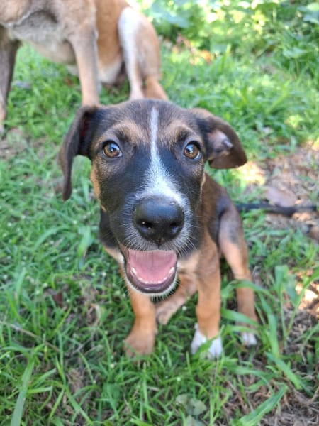 YUKI, chiot Berger Créole mâle