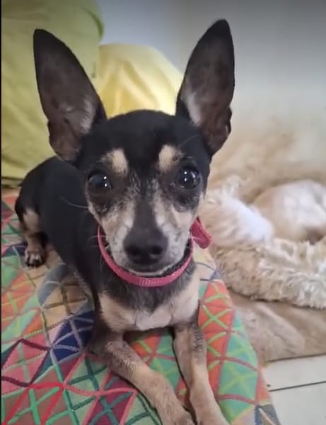 ZIGGY le petit pinscher