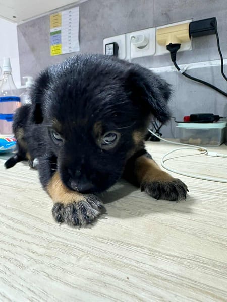 LAUMA petit amour sur pattes