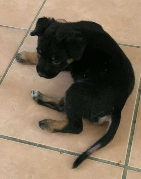 LAUMA petit amour sur pattes