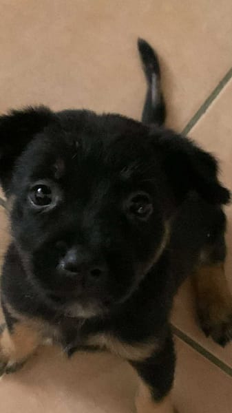 LAUMA petit amour sur pattes