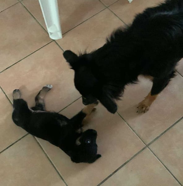 LAUMA petit amour sur pattes