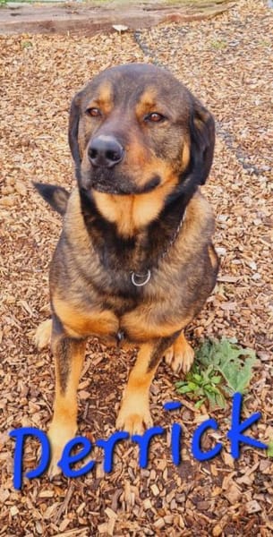 DERRICK - kann das Hunde 1x1 perfekt!