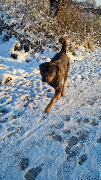 DERRICK - kann das Hunde 1x1 perfekt!