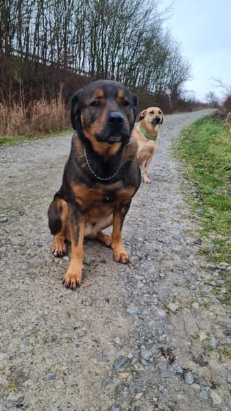 DERRICK - kann das Hunde 1x1 perfekt!