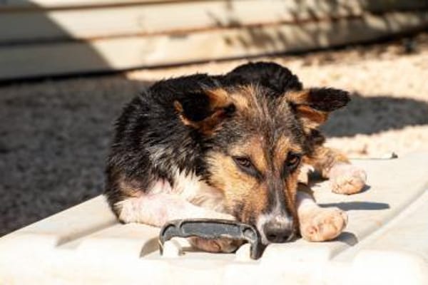 Rixa Zauberhafte Junghündin 💛