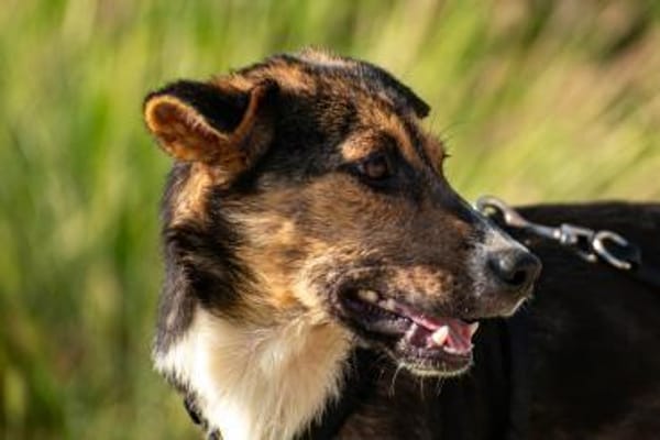 Rixa Zauberhafte Junghündin 💛