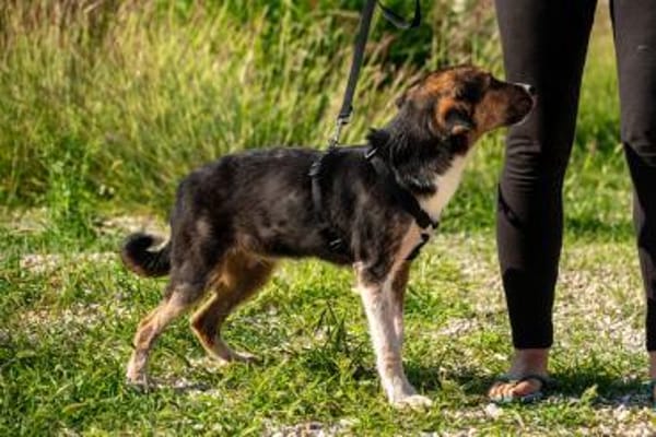 Rixa Zauberhafte Junghündin 💛