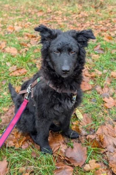 Rumi  Freund fürs Leben gesucht