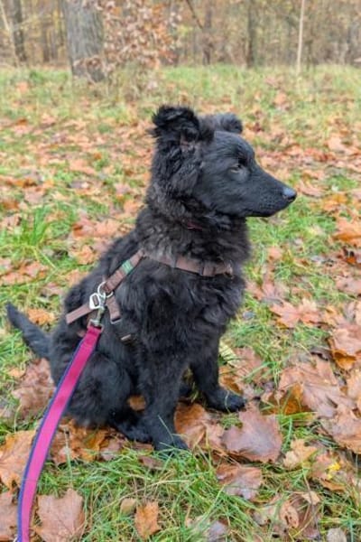 Rumi  Freund fürs Leben gesucht