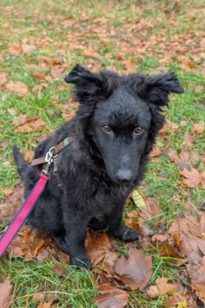 Rumi  Freund fürs Leben gesucht