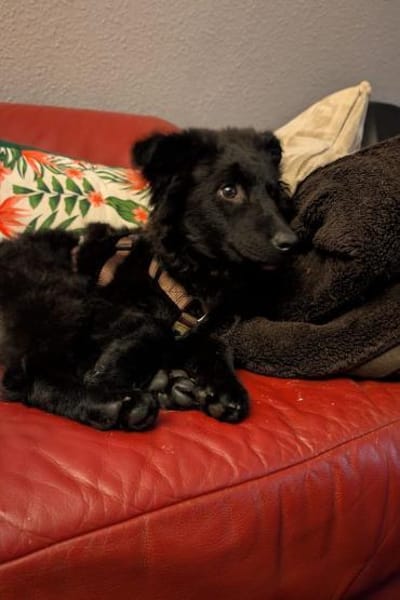 Rumi  Freund fürs Leben gesucht