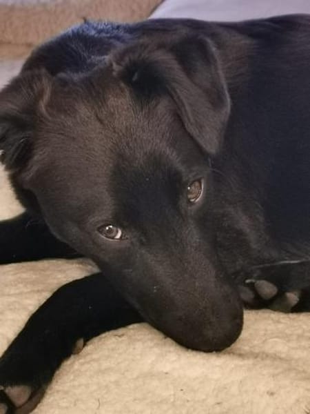 Tulipano 💙💙💙 Hundekind sucht Zuhause