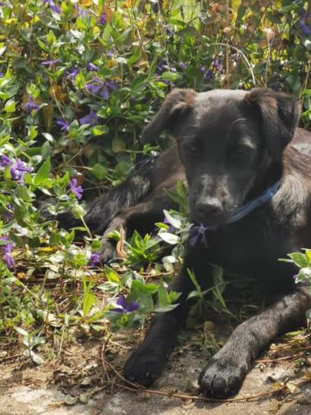 Tulipano 💙💙💙 Hundekind sucht Zuhause