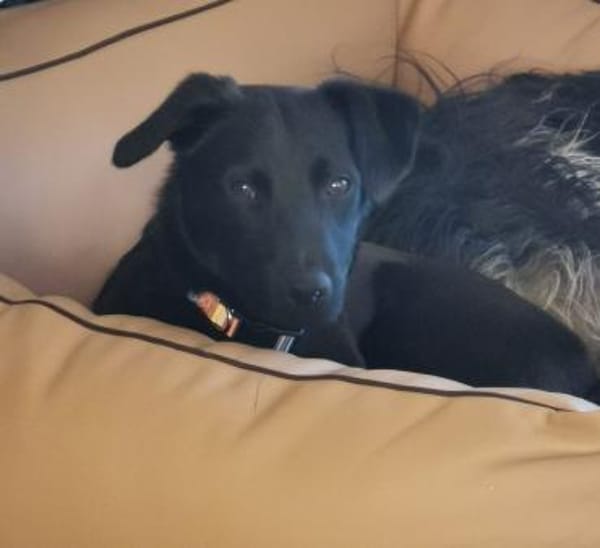 Tulipano 💙💙💙 Hundekind sucht Zuhause