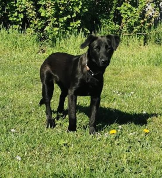 Tulipano 💙💙💙 Hundekind sucht Zuhause