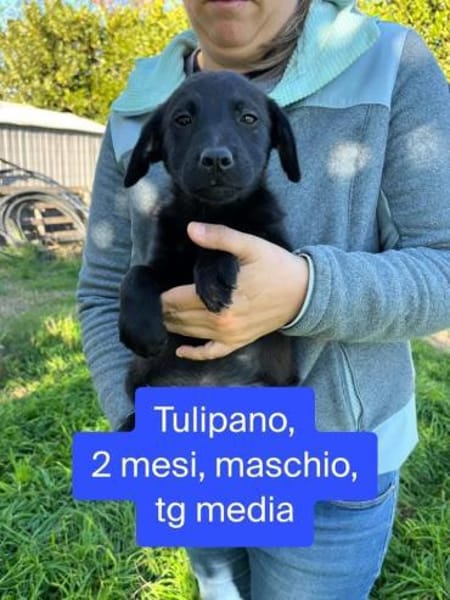 Tulipano 💙💙💙 Hundekind sucht Zuhause