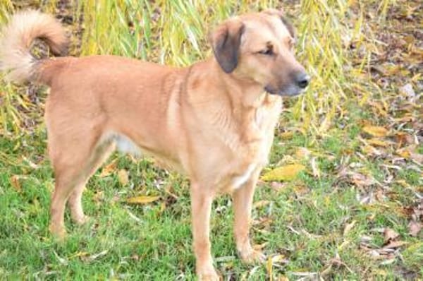 Sanft, kinderlieb mit offenem Wesen ...