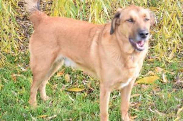 Sanft, kinderlieb mit offenem Wesen ...