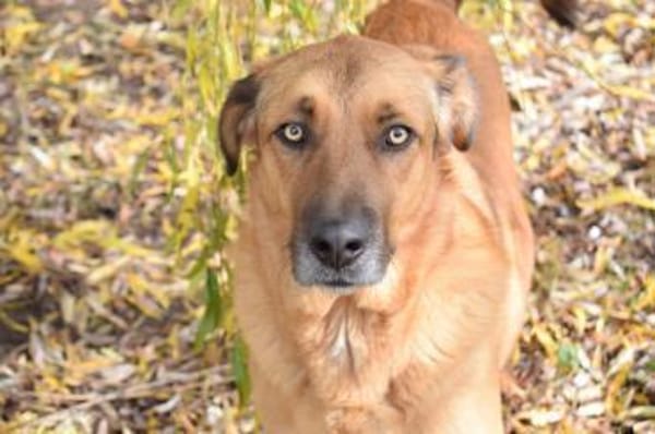 Sanft, kinderlieb mit offenem Wesen ...