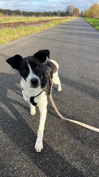 Zuhause gesucht: ANGEL (w) in 47559