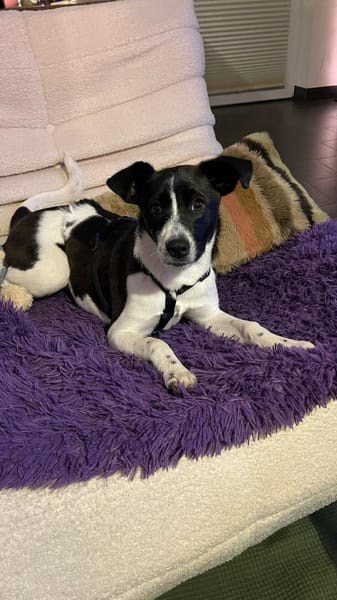 Zuhause gesucht: ANGEL (w) in 47559