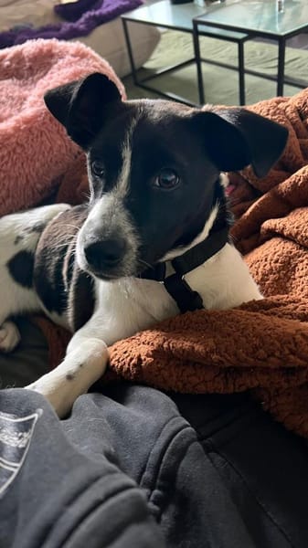 Zuhause gesucht: ANGEL (w) in 47559