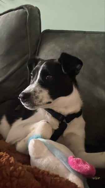 Zuhause gesucht: ANGEL (w) in 47559