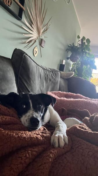 Zuhause gesucht: ANGEL (w) in 47559