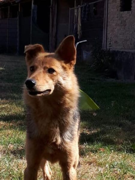 YUKI mit dem lustigen Knickohr