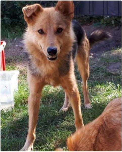 YUKI mit dem lustigen Knickohr