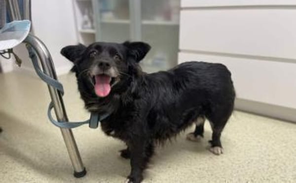 Zuhause gesucht für Misa