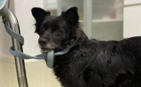 Zuhause gesucht für Misa