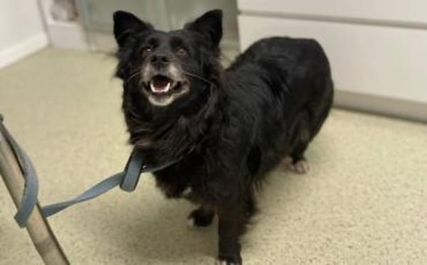 Zuhause gesucht für Misa