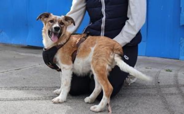 Zuhause gesucht für Chaytan