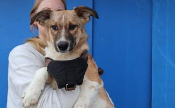 Zuhause gesucht für Chaytan