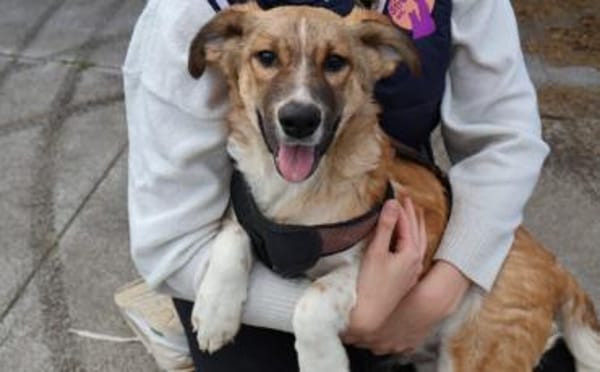 Zuhause gesucht für Chaytan