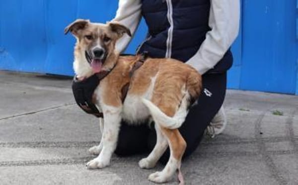 Zuhause gesucht für Chaytan