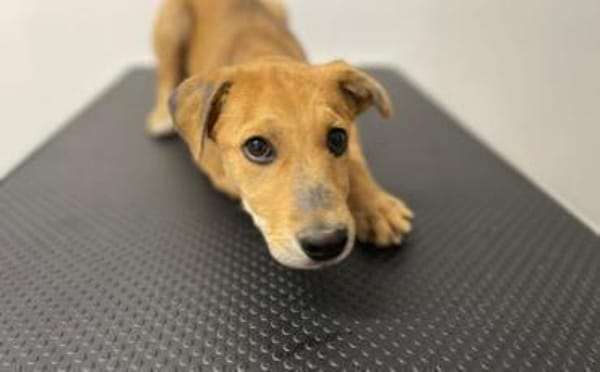 Carolin sucht ihr Zuhause