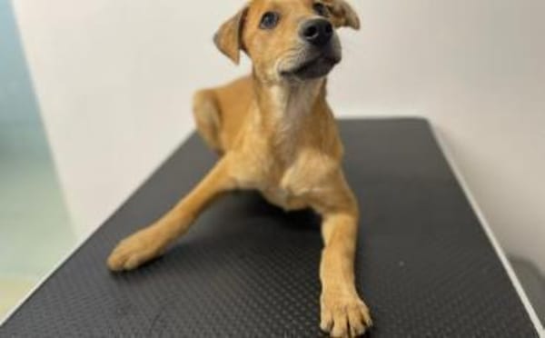 Carolin sucht ihr Zuhause