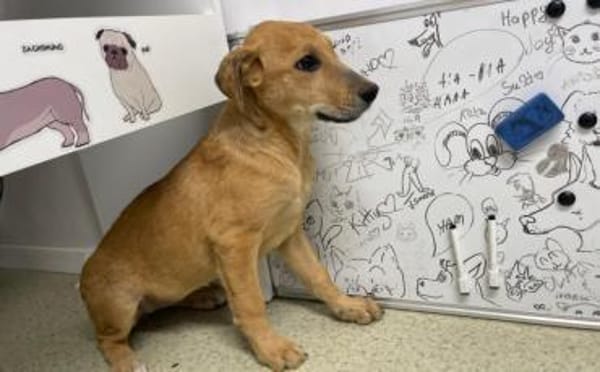 Carolin sucht ihr Zuhause