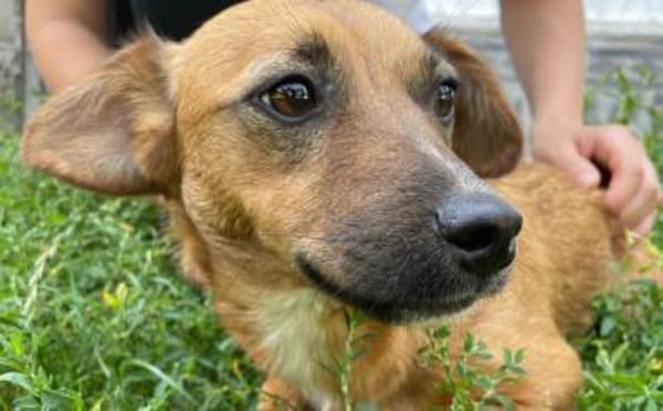 Neyla sucht ihre Familie