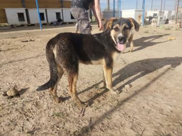 Schöner Goofy sucht sein Zuhause!❤🍀