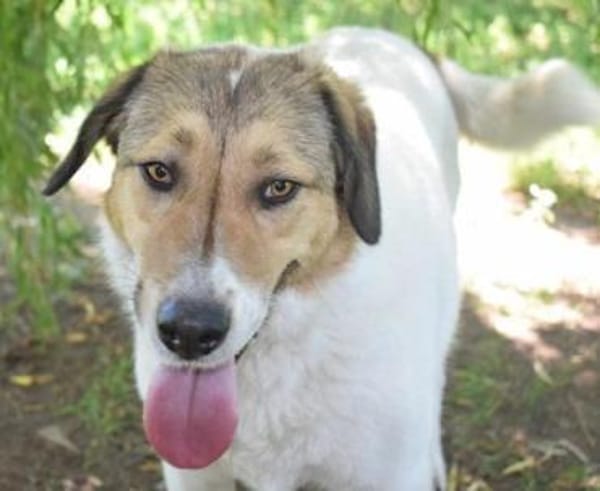 Toller, ausgeglichener, sozialer Boie