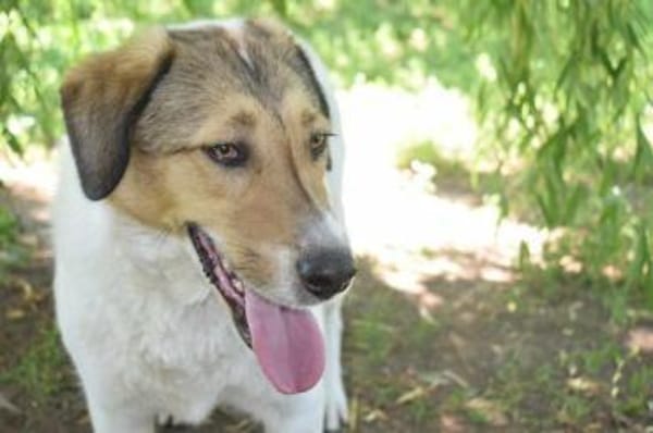 Toller, ausgeglichener, sozialer Boie