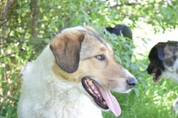 Toller, ausgeglichener, sozialer Boie