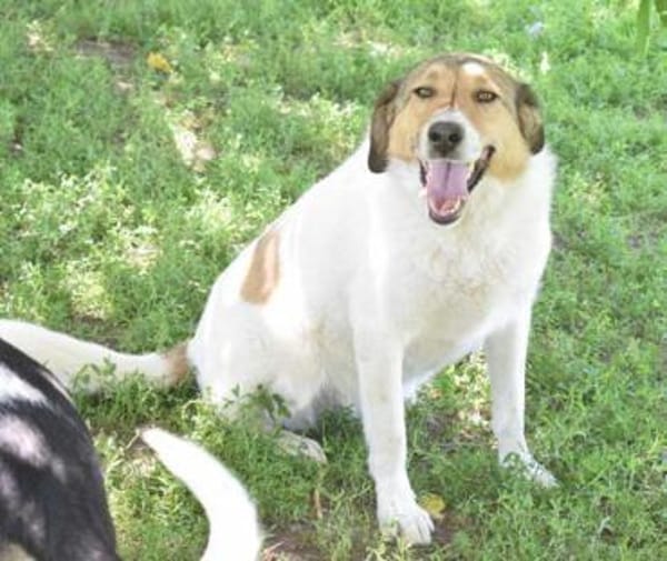 Toller, ausgeglichener, sozialer Boie