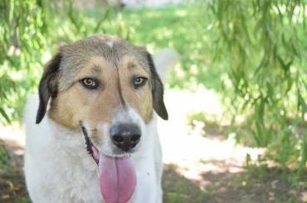 Toller, ausgeglichener, sozialer Boie