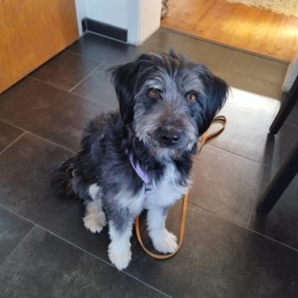 Hübsche Rosi in Not!