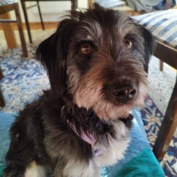 Hübsche Rosi in Not!